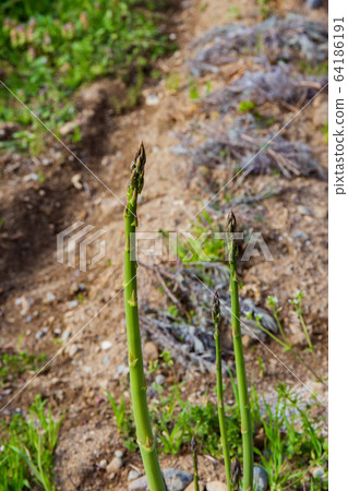 蘆筍的栽培 蘆筍的栽培 64186191