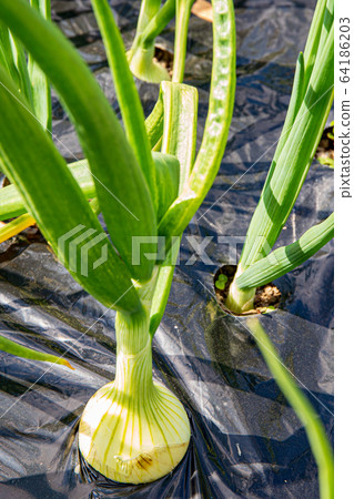Cultivation of onion Cultivation of onion 64186203