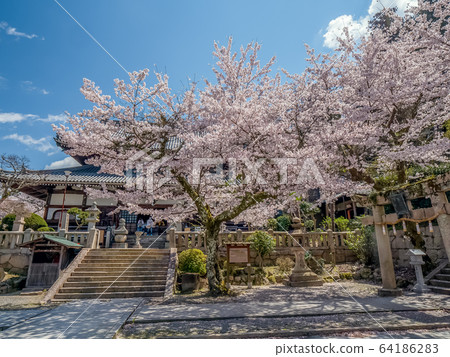 櫻花盛開的有馬溫泉 64186283