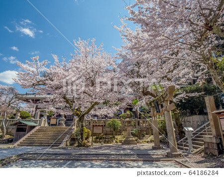 櫻花盛開的有馬溫泉 64186284