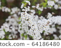 Flower 64186480