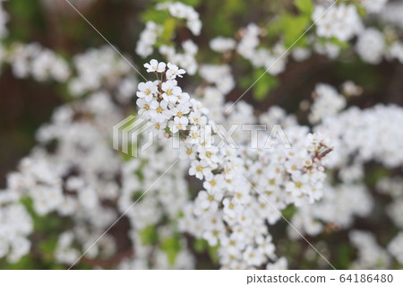 Flower 64186480