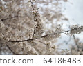 Cherry Blossom 64186483