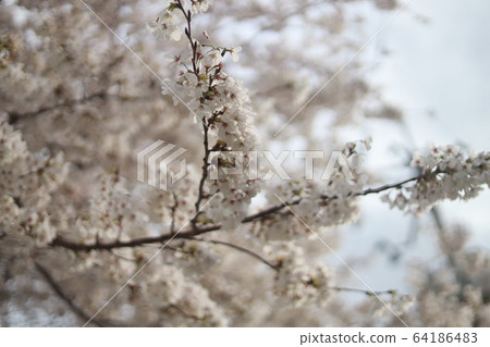 Cherry Blossom 64186483