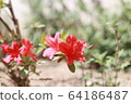 Flower 64186487