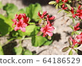 Flower 64186529