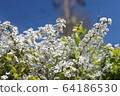 Flower 64186530