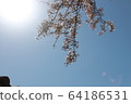 Cherry Blossom 64186531