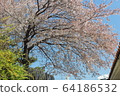 Cherry Blossom 64186532