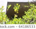 forsythia 64186533