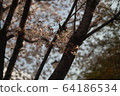Cherry Blossom 64186534