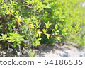 forsythia 64186535