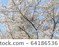 Cherry Blossom 64186536