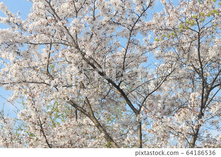 Cherry Blossom 64186536
