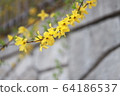 forsythia 64186537