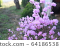 Flower 64186538