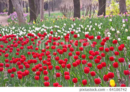 Colorful tulip flowers, the iconic spring flower in April 64186742