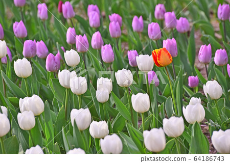 Colorful tulip flowers, the iconic spring flower in April 64186743