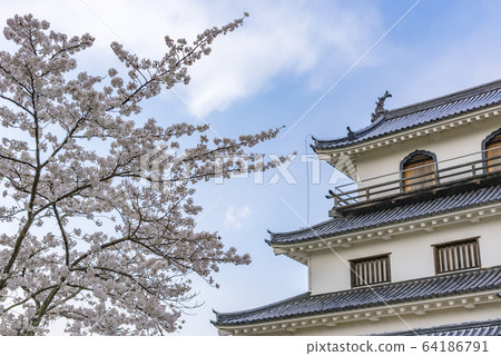 宮城白石城和櫻花 宮城白石城和櫻花 64186791