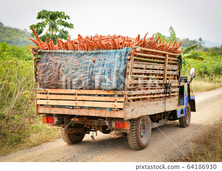 Harvest cassava on truck in the agriculture Harvest cassava on truck in the agriculture 64186930