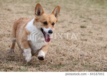 跑步柯基犬 跑步柯基犬 64187001