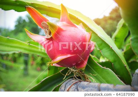 Fresh dragon fruit on planting dragon fruit tree 64187090