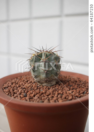 Cactus Glaucum Acanthophelium Cactus Glaucum Acanthophelium 64187150