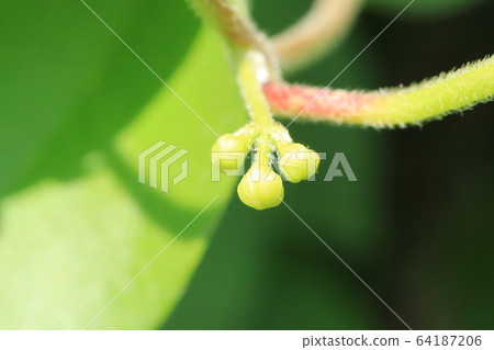 Aotsurafuji bud (bud) 64187206