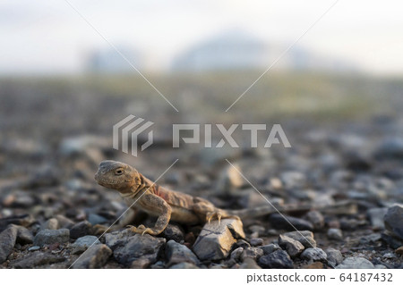 Gobi desert 64187432