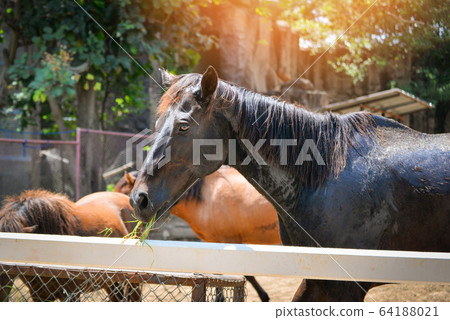 Farm horses grazing grass in stable Farm horses grazing grass in stable 64188021