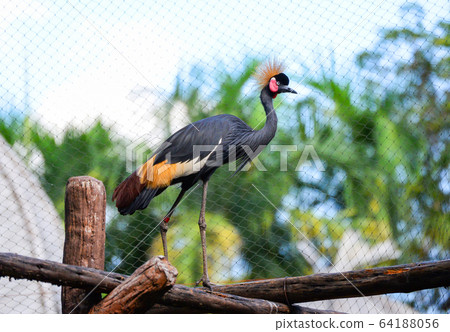 Grey crowned crane Gruiformes in cage zoo in the Grey crowned crane Gruiformes in cage zoo in the 64188056