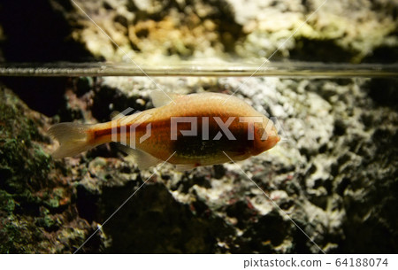 Cave fish / blind bave fish or mexican tetra Cave fish / blind bave fish or mexican tetra 64188074