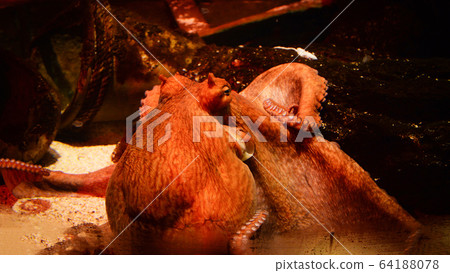 Octopus swimming fish tank underwater aquarium Octopus swimming fish tank underwater aquarium 64188078