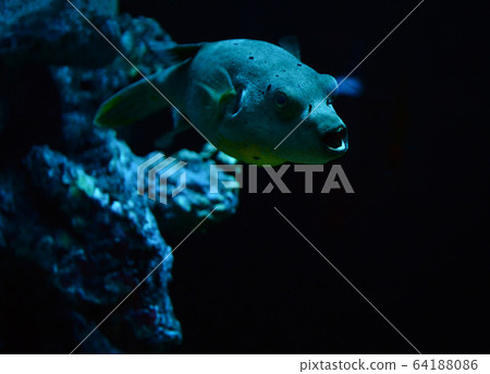 Blackspotted puffer fish swimming marine life in 64188086