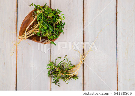 Spring vegetables and herbs, close up of nutritious greens sprouting in spring. 130 64188569