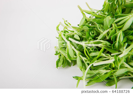Spring vegetables and herbs, close up of nutritious greens sprouting in spring. 019 64188726