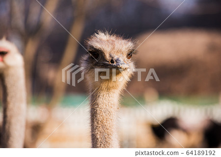 Animal Farm - ostrich, sheep, black goat, cattle and chicken 012 64189192