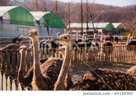 Animal Farm - ostrich, sheep, black goat, cattle and chicken 051 64189360