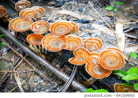 lingzhi mushroom herbal medicine growing on nature 64189668