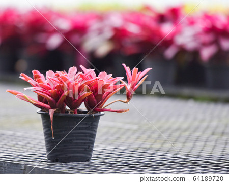 Red leaves of bromeliad flower plant in pot in the Red leaves of bromeliad flower plant in pot in the 64189720