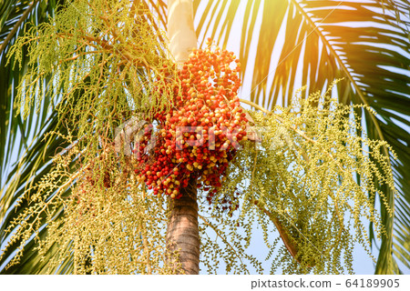 Date palm fruit - Sealing wax palm on the tree in 64189905