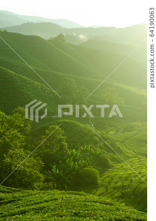 Tea plantation landscape Tea plantation landscape 64190063