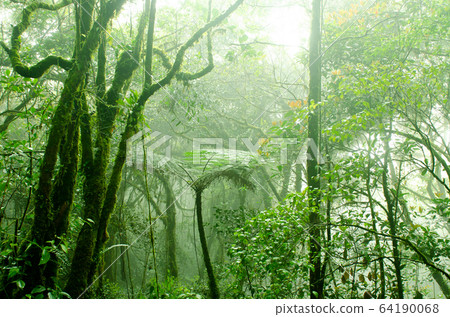 Mossy forest Cameron Highlands Mossy forest Cameron Highlands 64190068