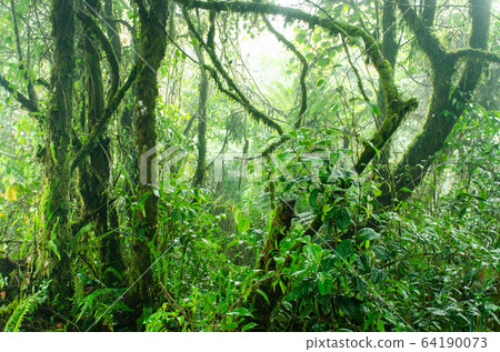 Mossy forest Cameron Highlands Mossy forest Cameron Highlands 64190073