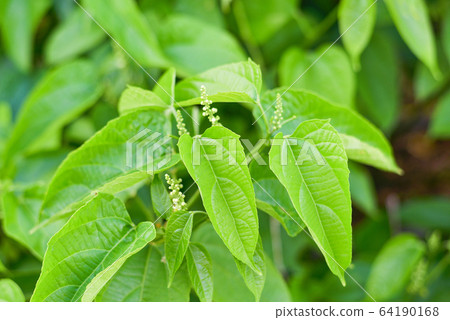 Sacha Inchi leaves or inca peanut palnt growing on Sacha Inchi leaves or inca peanut palnt growing on 64190168
