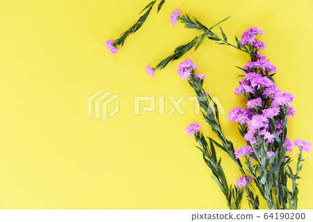 Marguerite daisy flower purple decorate on yellow 64190200