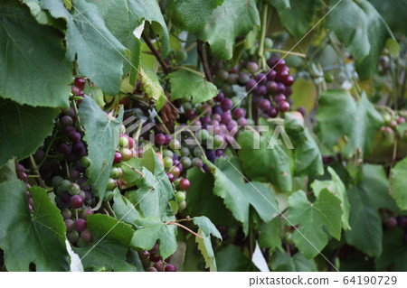Grape_Furano Grape_Furano 64190729