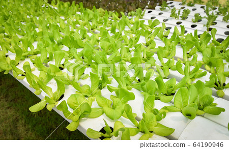 vegetable hydroponic system / young and fresh vegetable hydroponic system / young and fresh 64190946