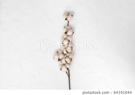 Cotton branch on a white background. View from above Cotton branch on a white background. View from above 64191044