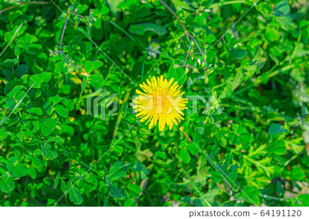 Dandelion 64191120